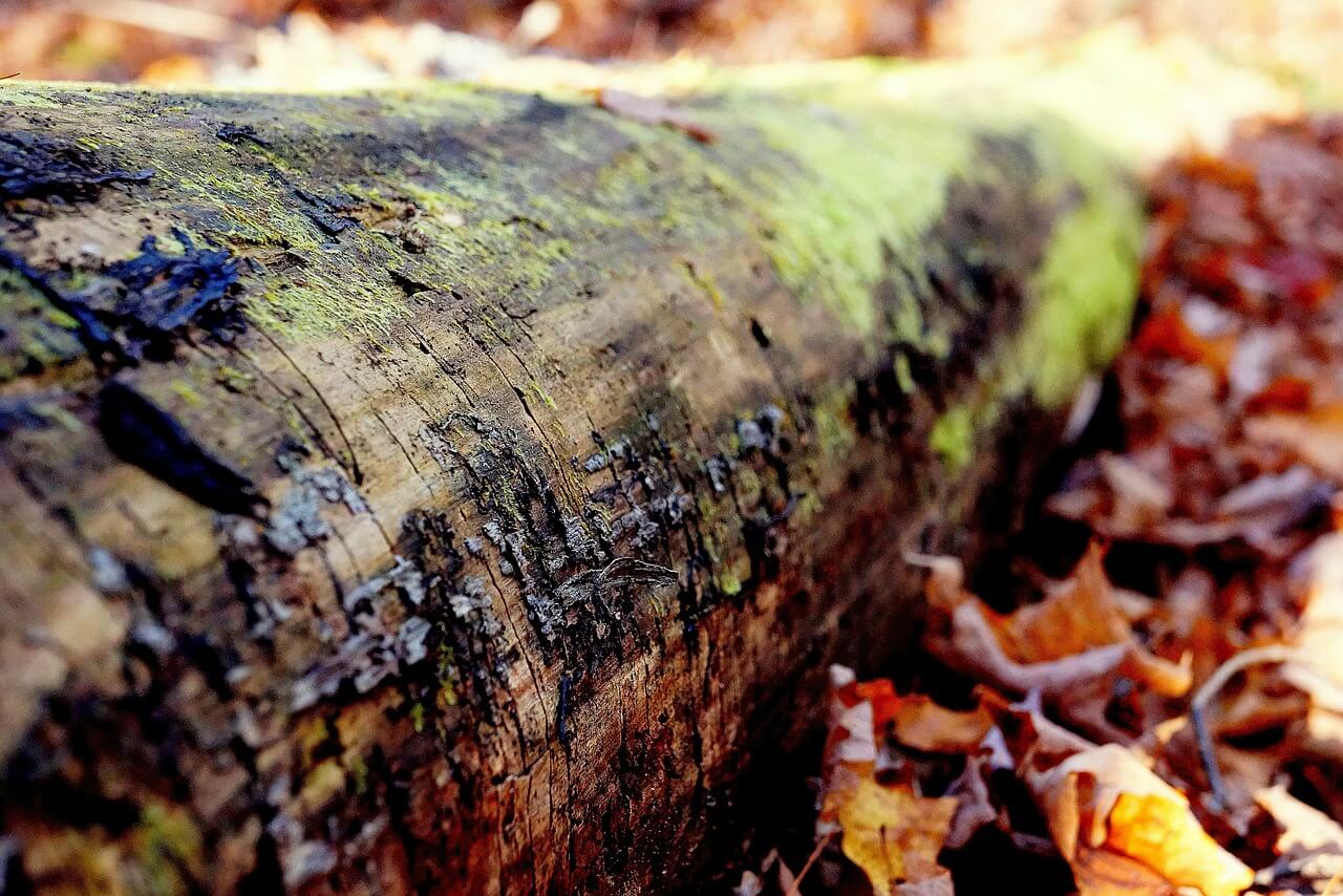 arbre mort dans un bois