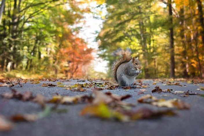 animaux d'automne