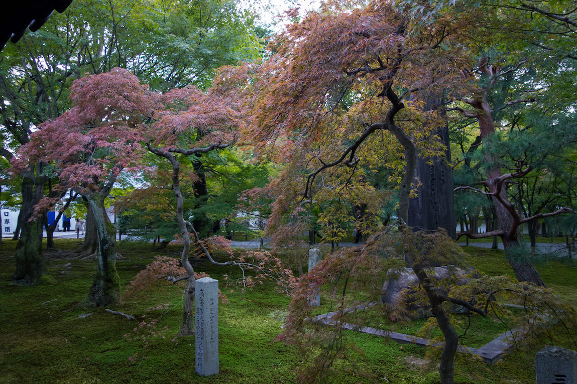 érables du japon à kyoto